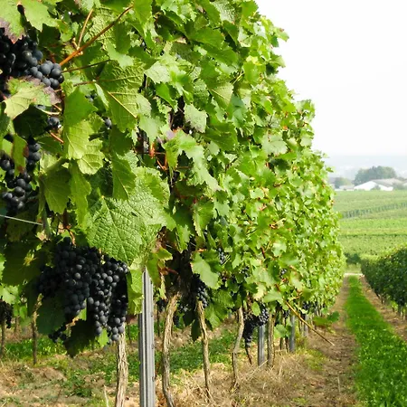 City-dachapartment Apartamento *